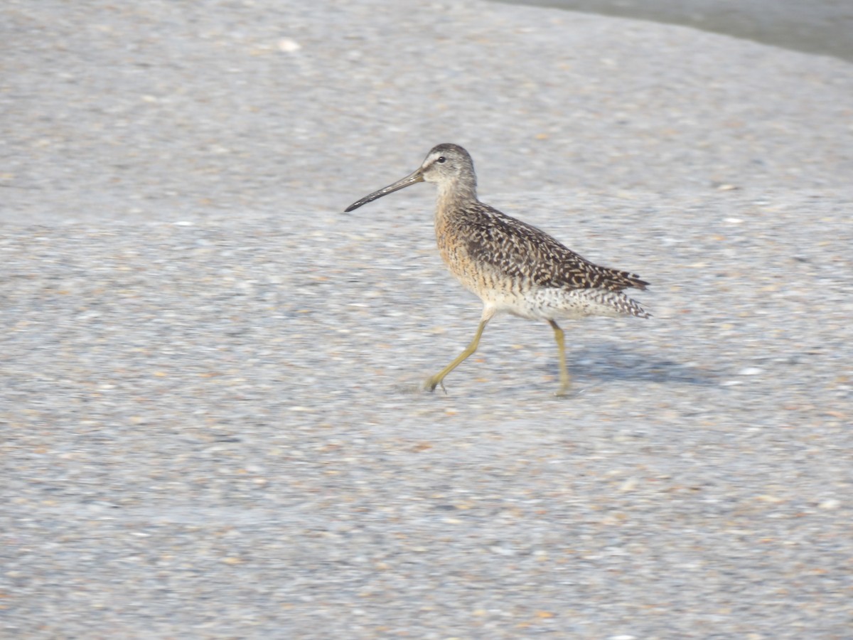 Short-billed Dowitcher - ML638864814
