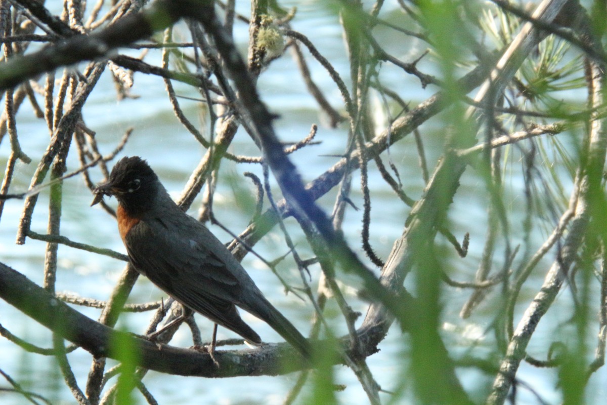 American Robin - ML638864817
