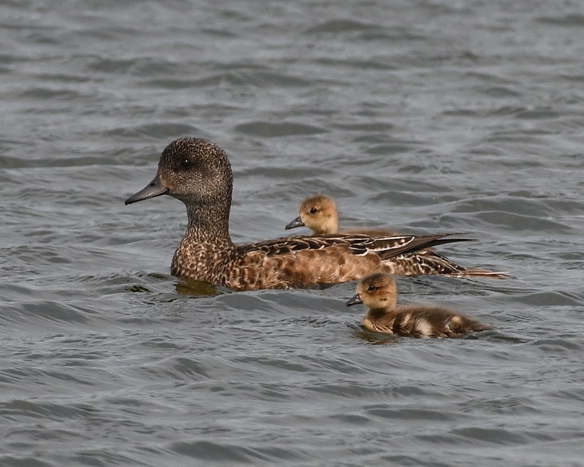 American Wigeon - ML638864819