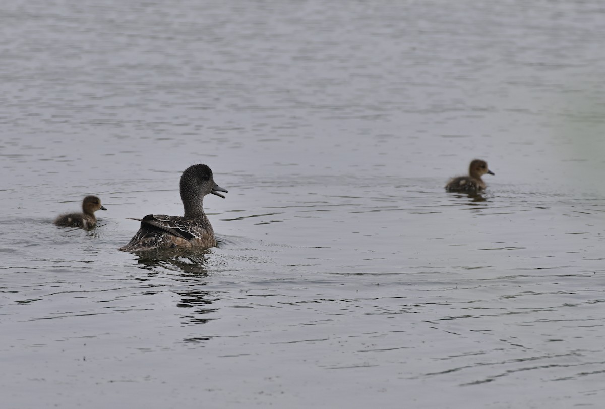 American Wigeon - ML638864821