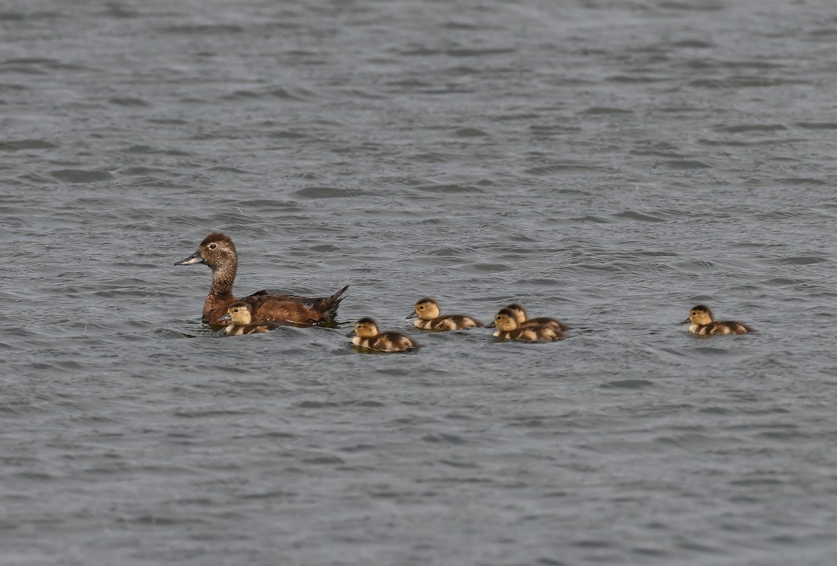 Ring-necked Duck - ML638864837