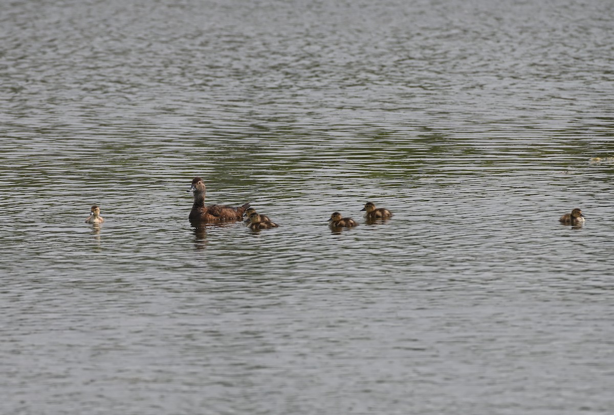 Ring-necked Duck - ML638864838