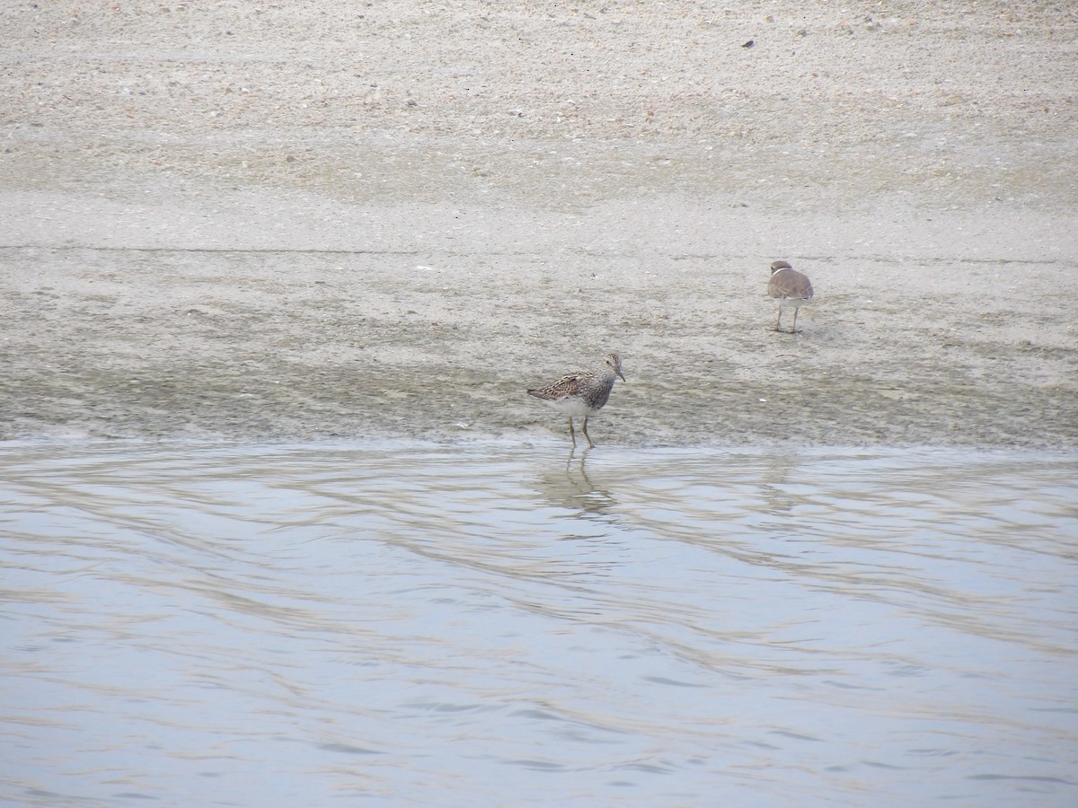 Graubrust-Strandläufer - ML638864856