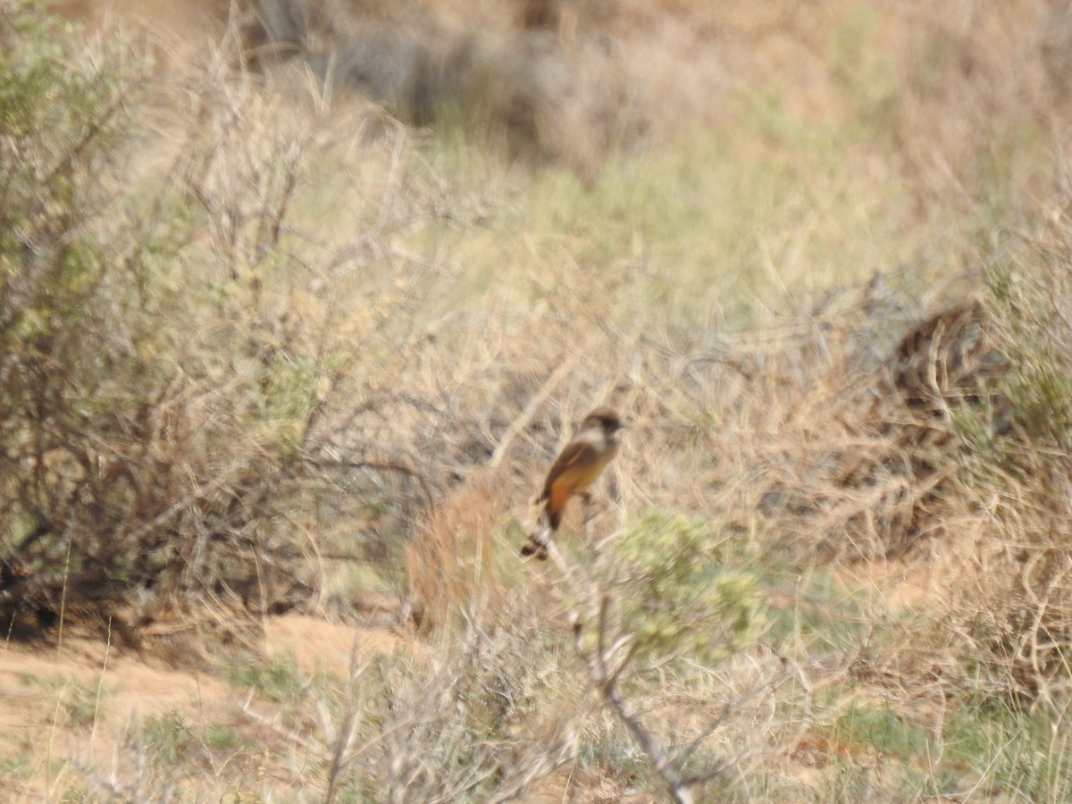 Say's Phoebe - ML638864859