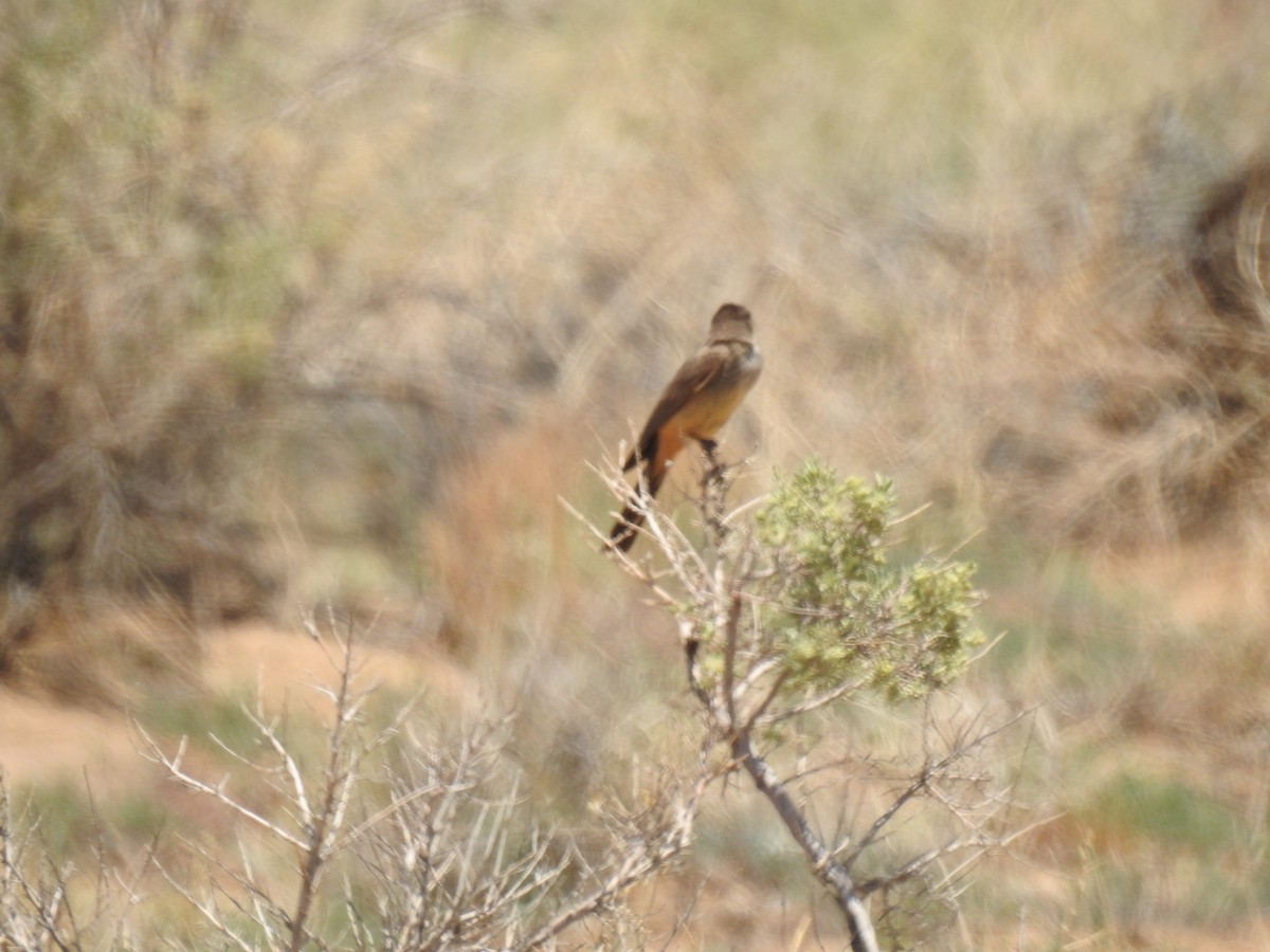 Say's Phoebe - ML638864864