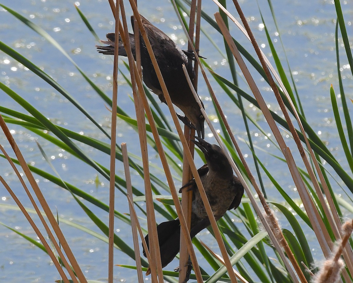 Great-tailed Grackle - ML638864876