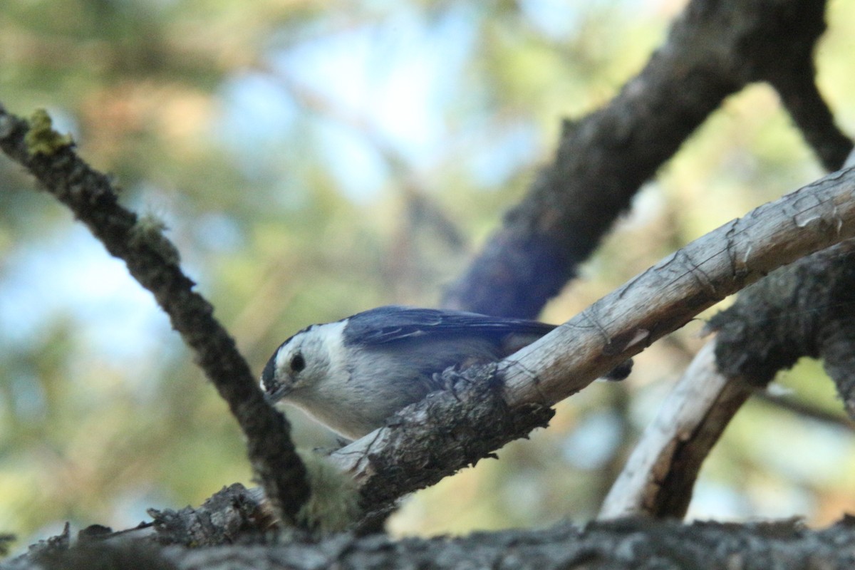 White-breasted Nuthatch - ML638864885