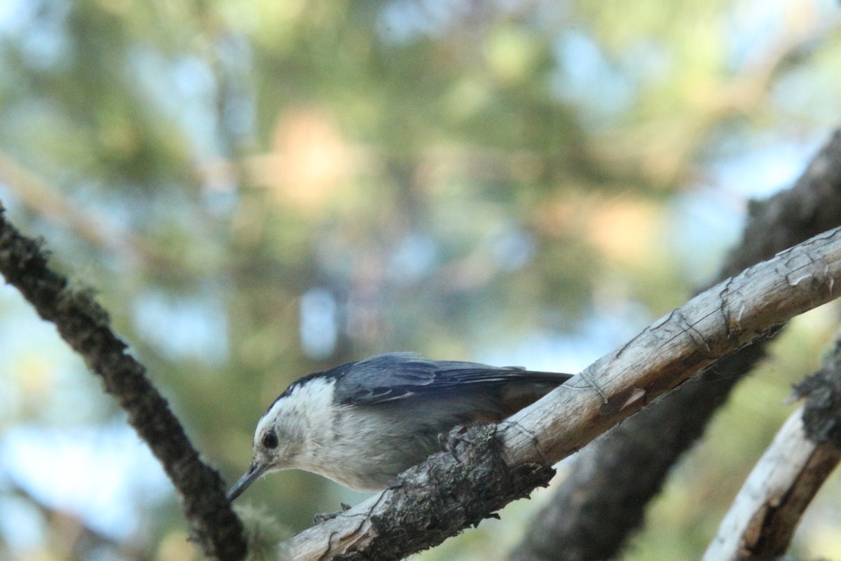 White-breasted Nuthatch - ML638864886