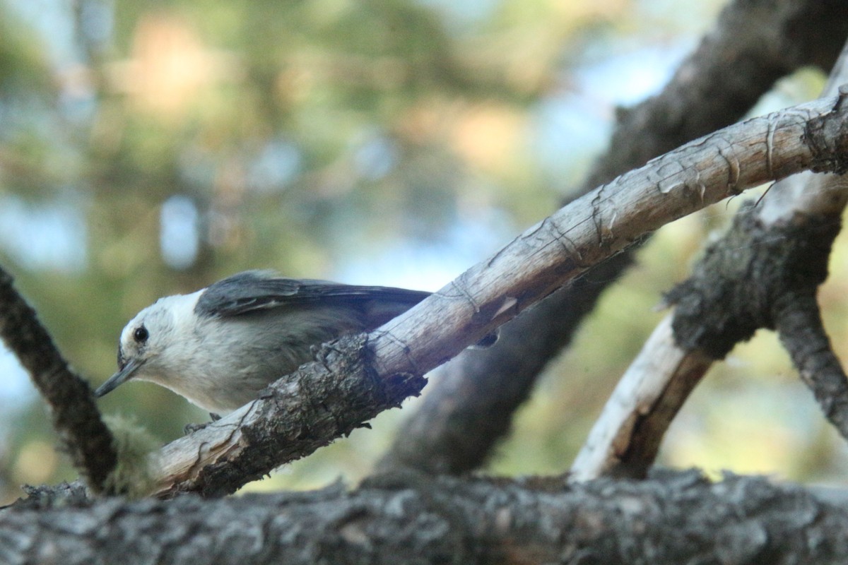 White-breasted Nuthatch - ML638864887