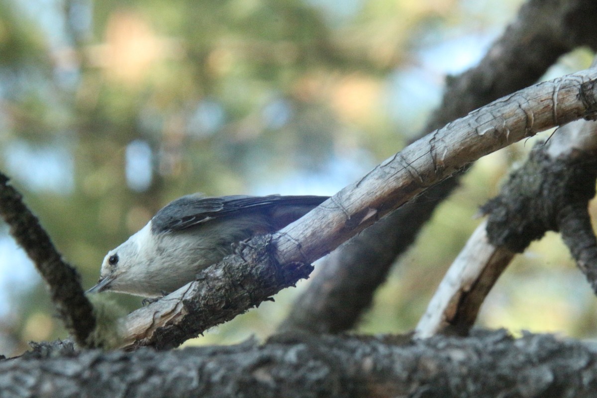 White-breasted Nuthatch - ML638864888