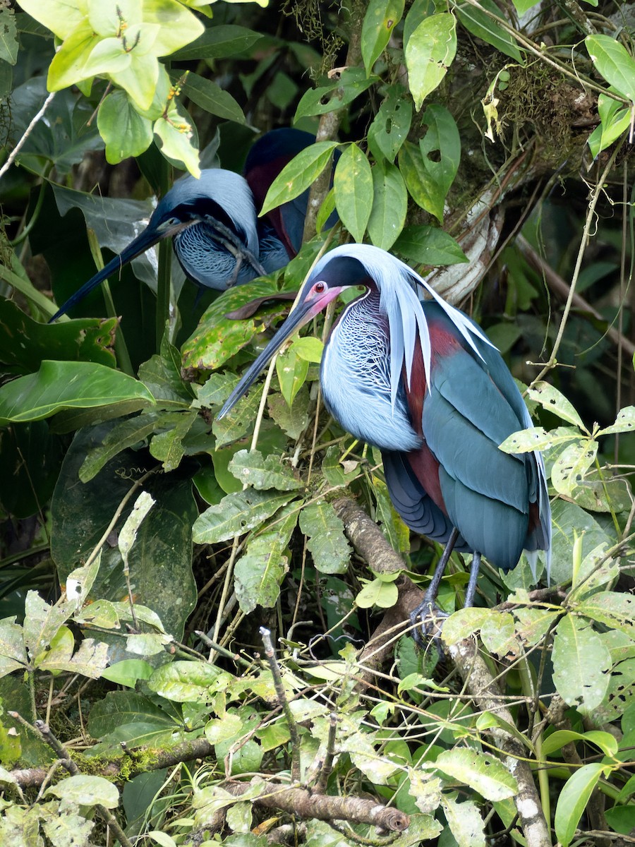 Agami Heron - ML638864892