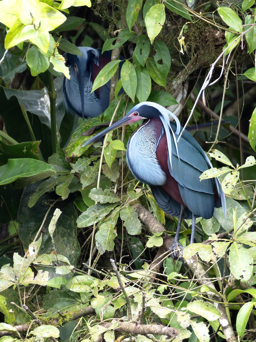 Agami Heron - ML638864894