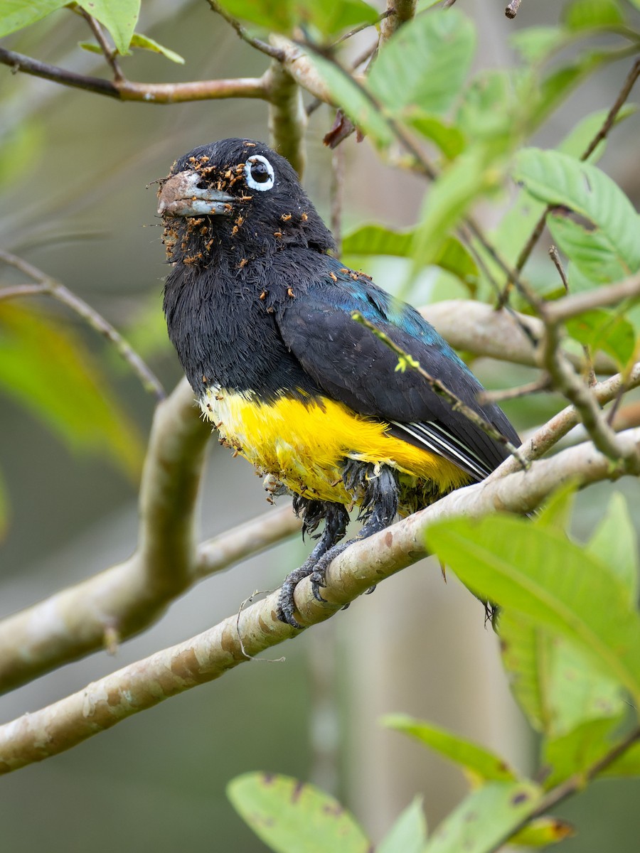 Black-headed Trogon - ML638864912