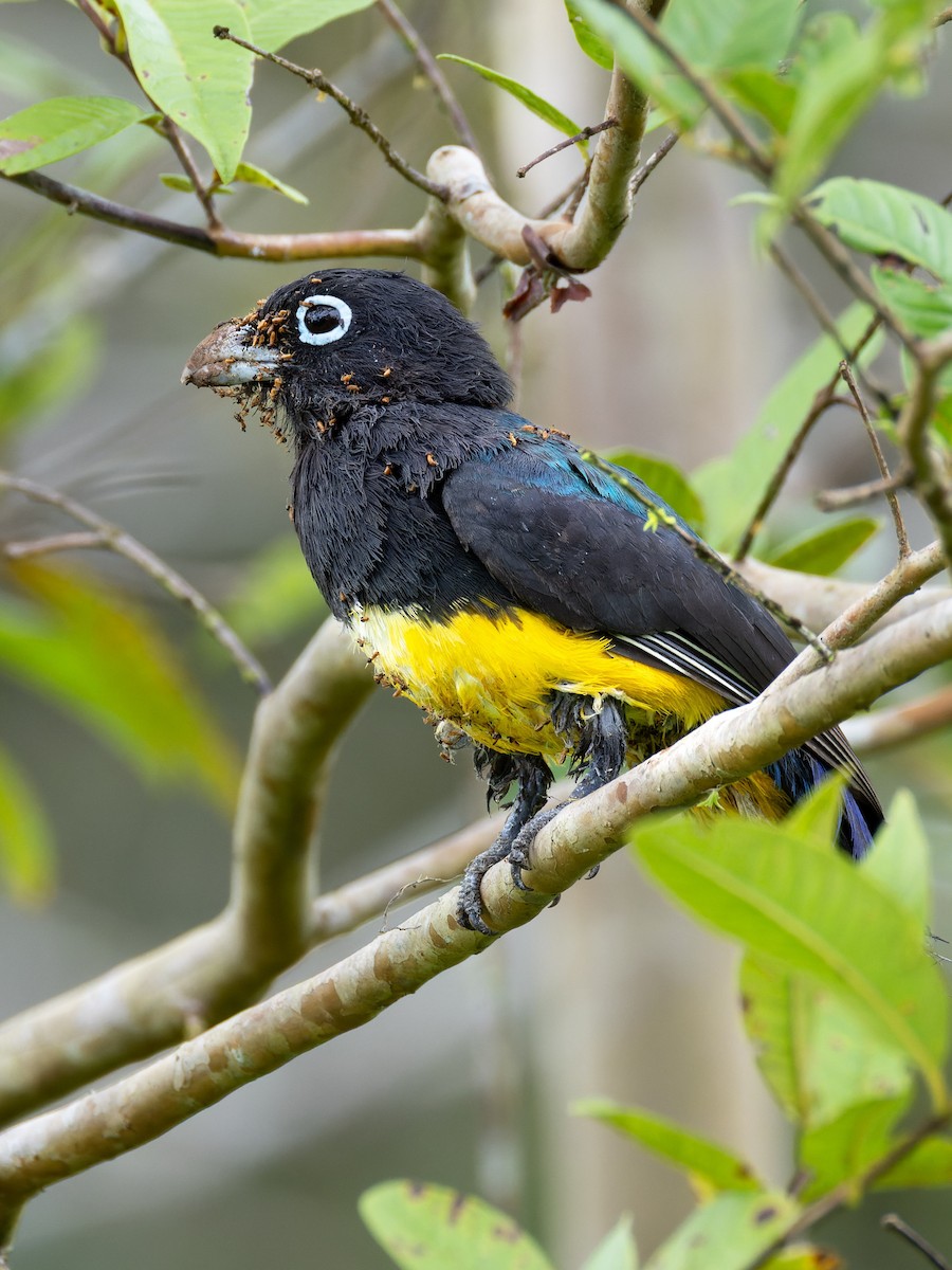 Black-headed Trogon - ML638864913
