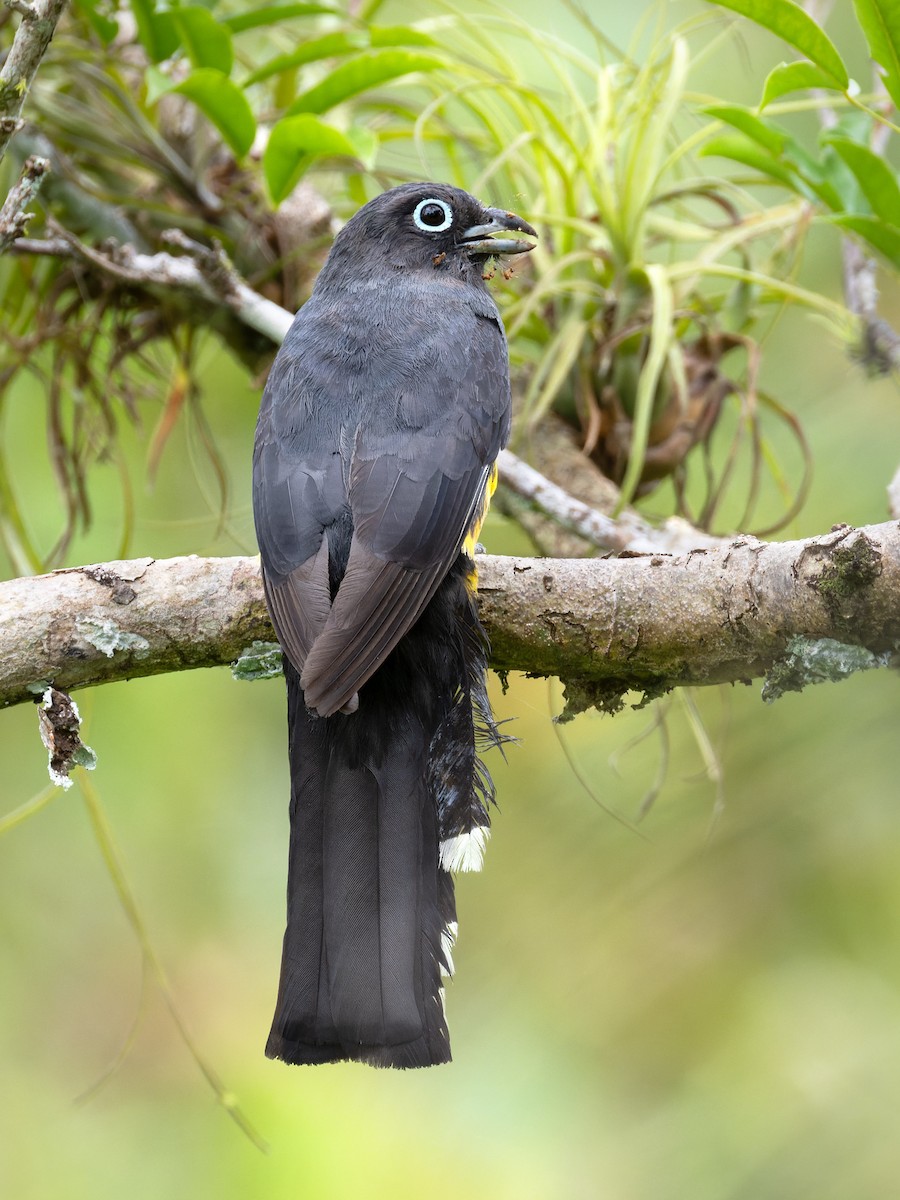Black-headed Trogon - ML638864914