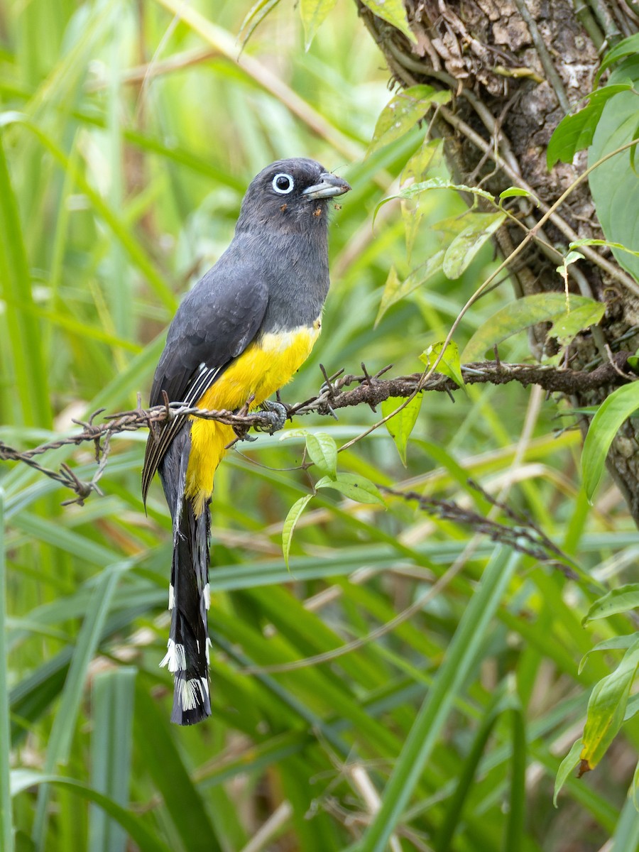 Black-headed Trogon - ML638864916