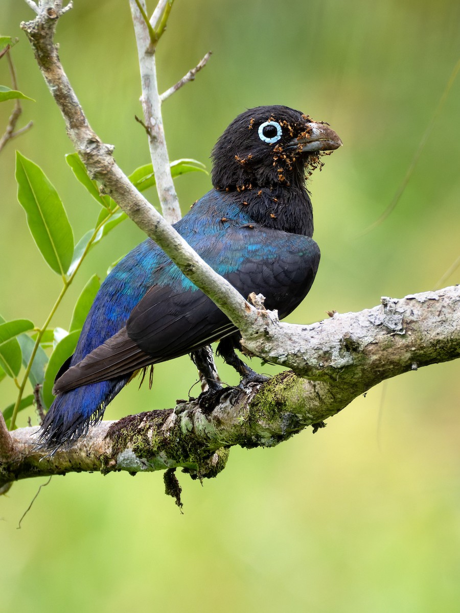 Black-headed Trogon - ML638864917