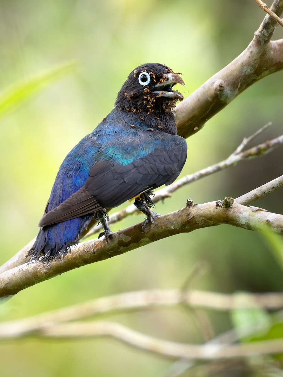 Black-headed Trogon - ML638864918