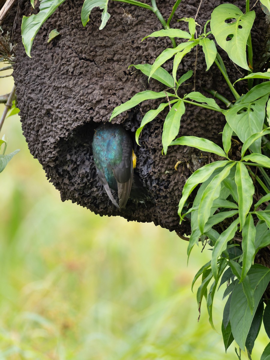 Black-headed Trogon - ML638864921