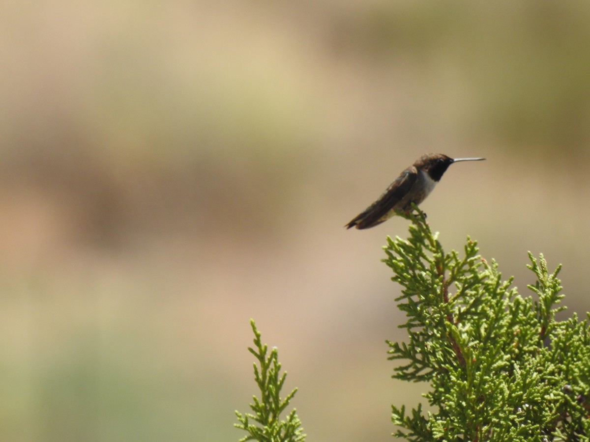 Black-chinned Hummingbird - ML638864937