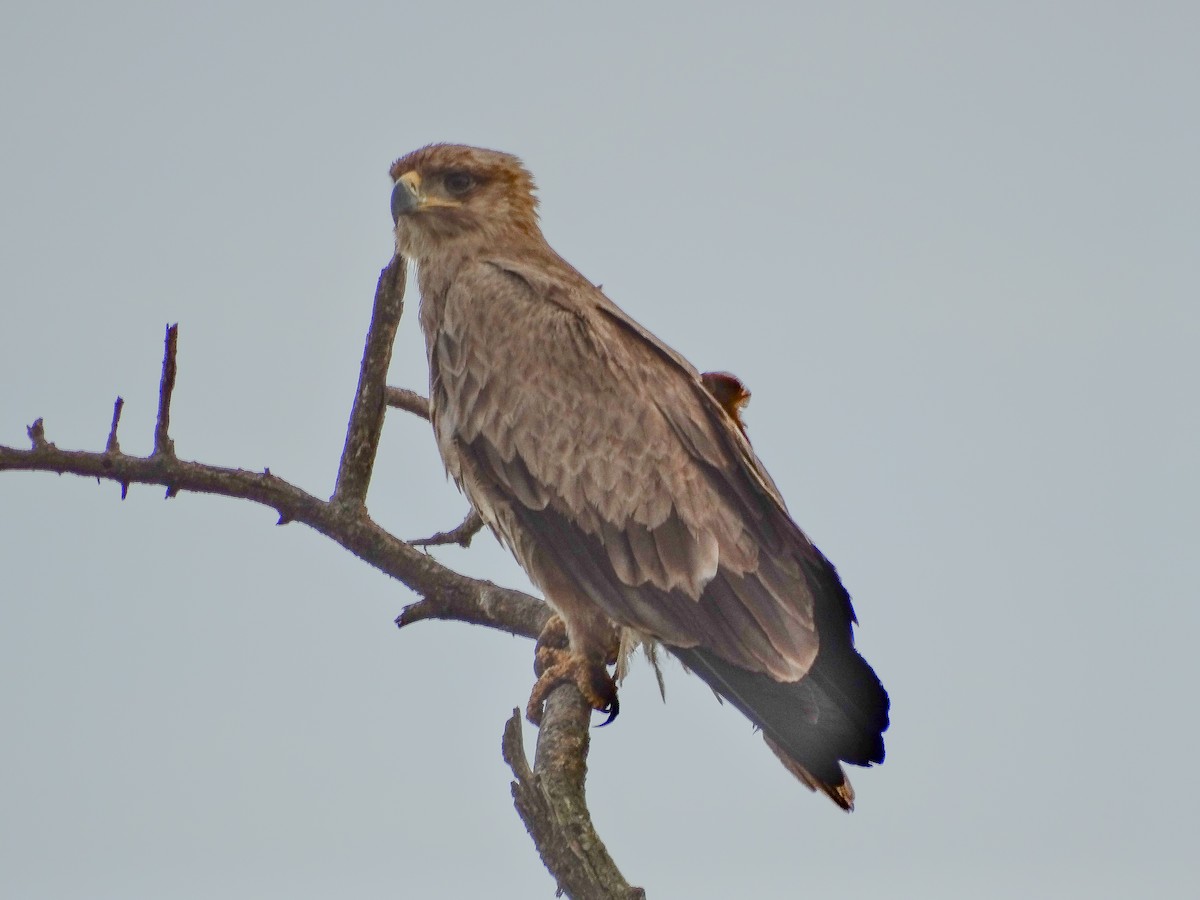 Tawny Eagle - ML638864939