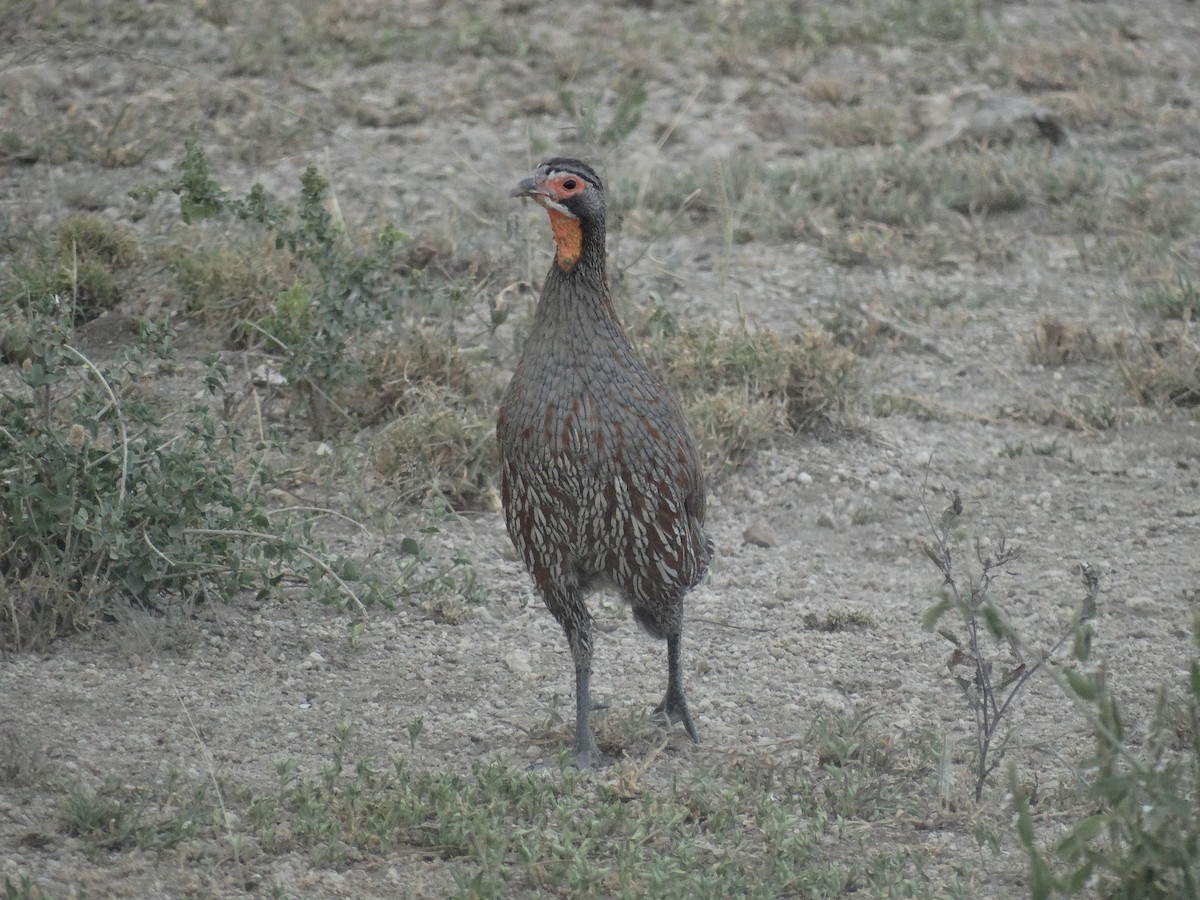 Gray-breasted Spurfowl - ML638864950