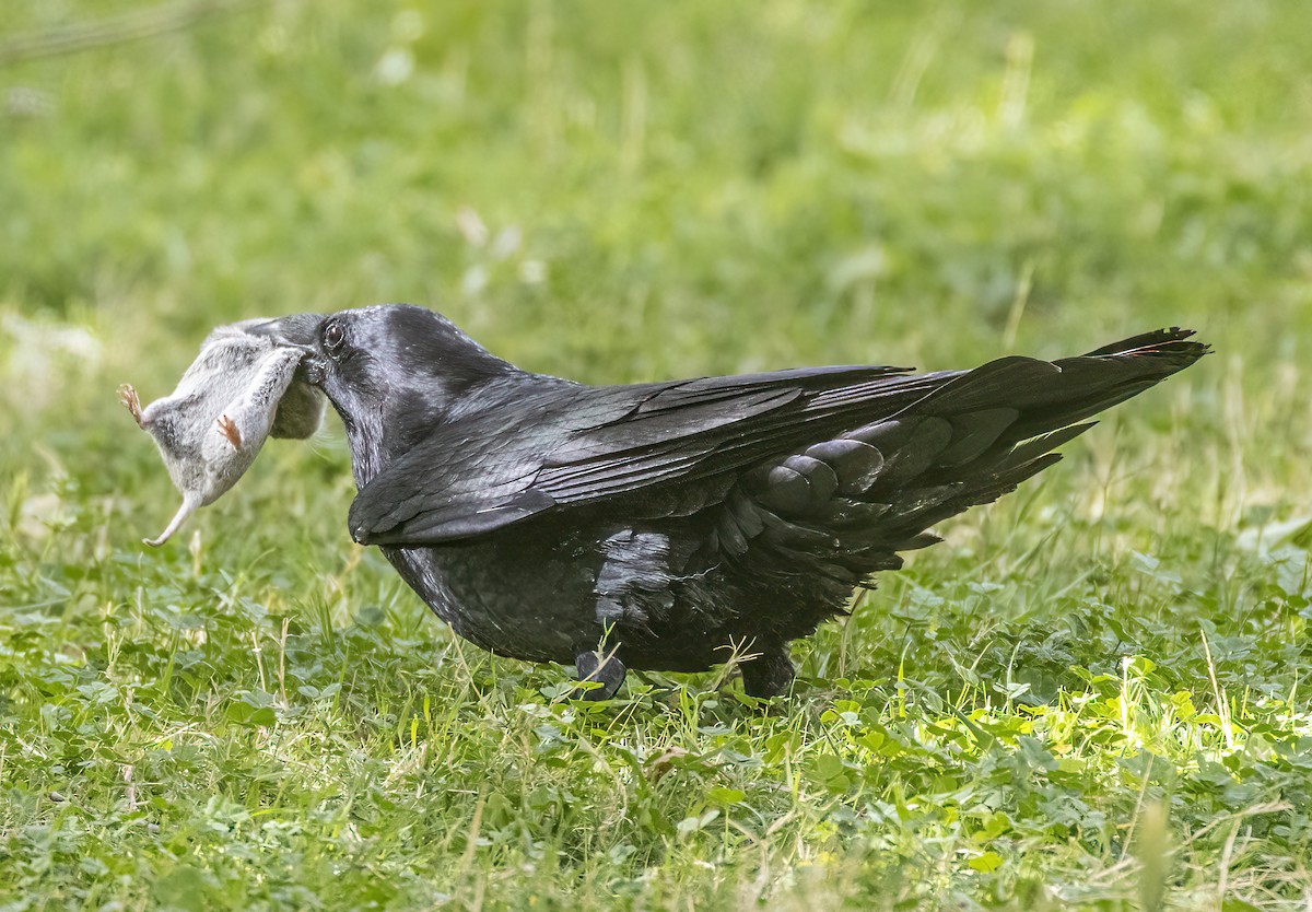 Corvo imperiale - ML638864951