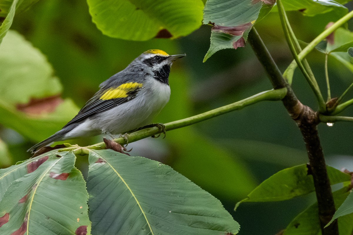 Golden-winged Warbler - ML638864956