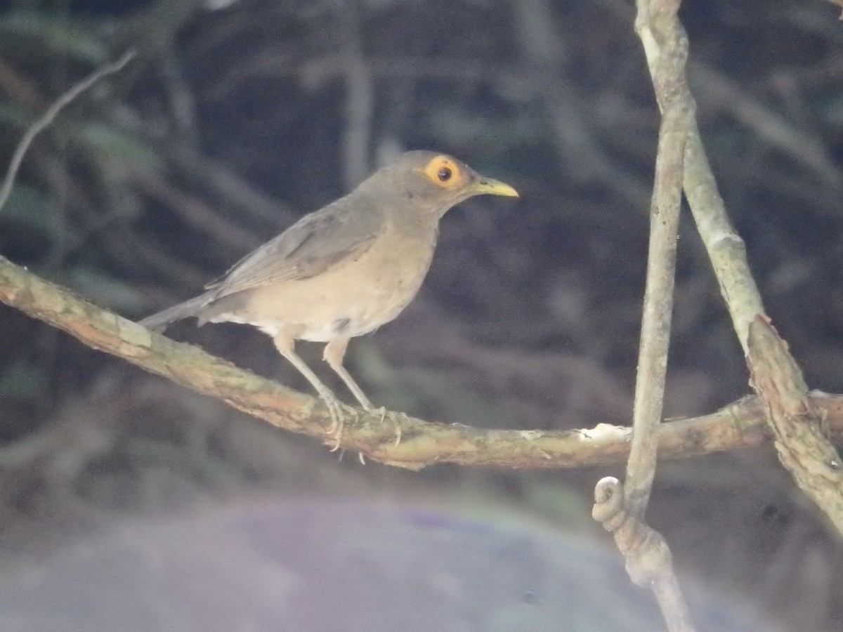 Spectacled Thrush - ML638864988