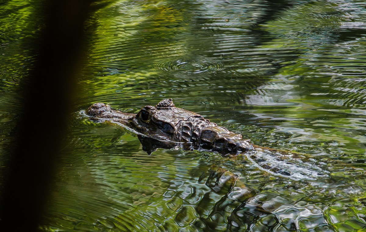 Spectacled Caiman - ML638865000