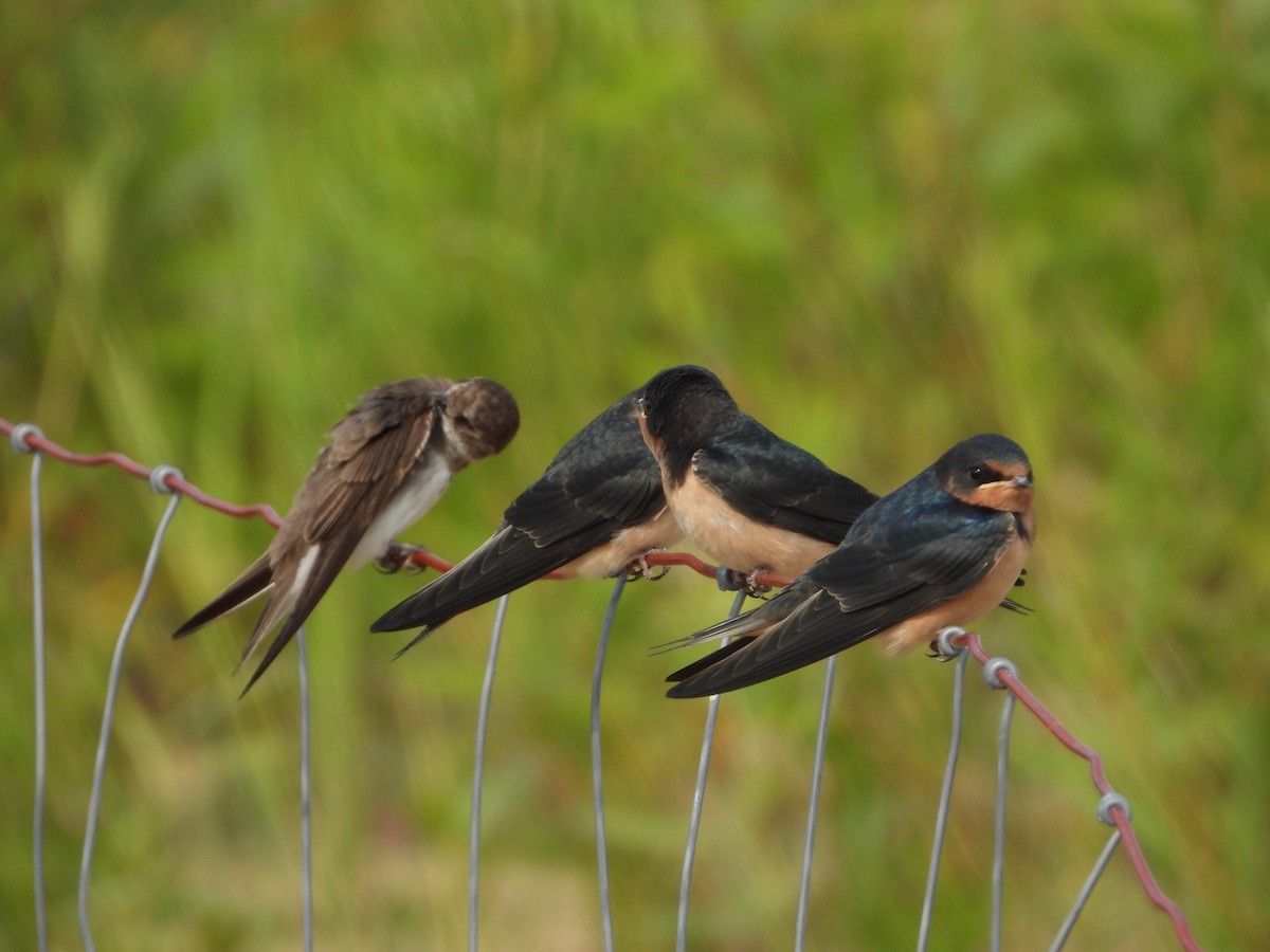 Асрын хараацай - ML638865007