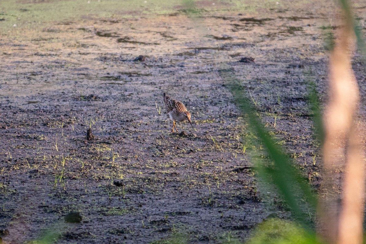 Graubrust-Strandläufer - ML638865025
