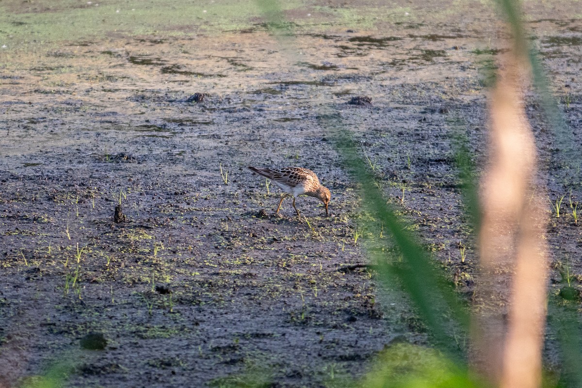Graubrust-Strandläufer - ML638865026