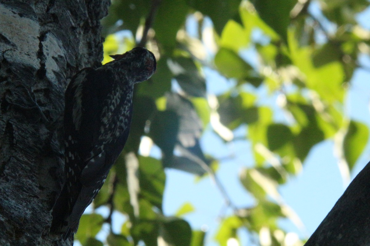 Red-naped Sapsucker - ML638865044