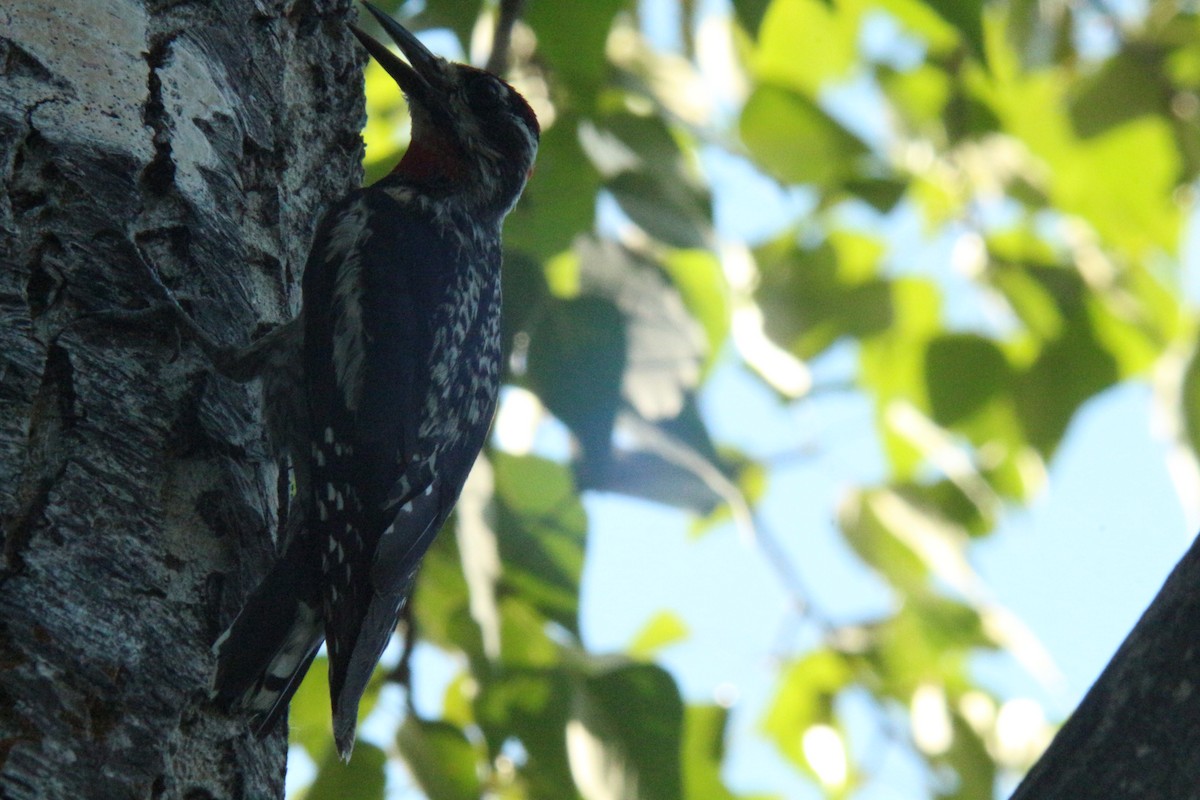Red-naped Sapsucker - ML638865046