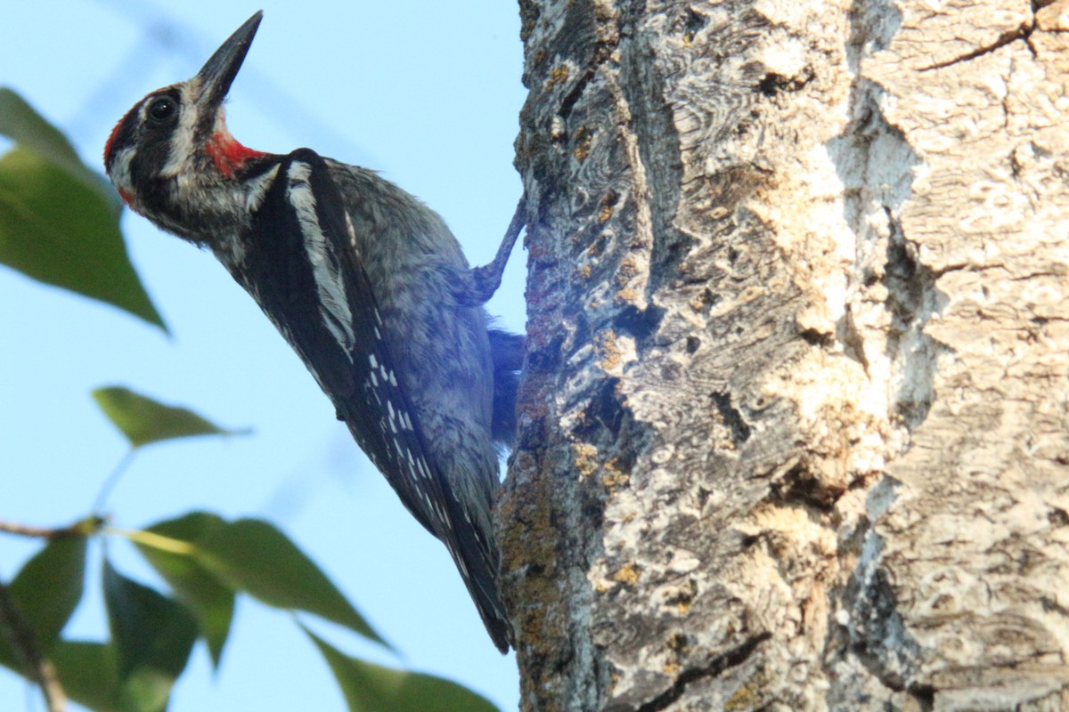 Red-naped Sapsucker - ML638865047