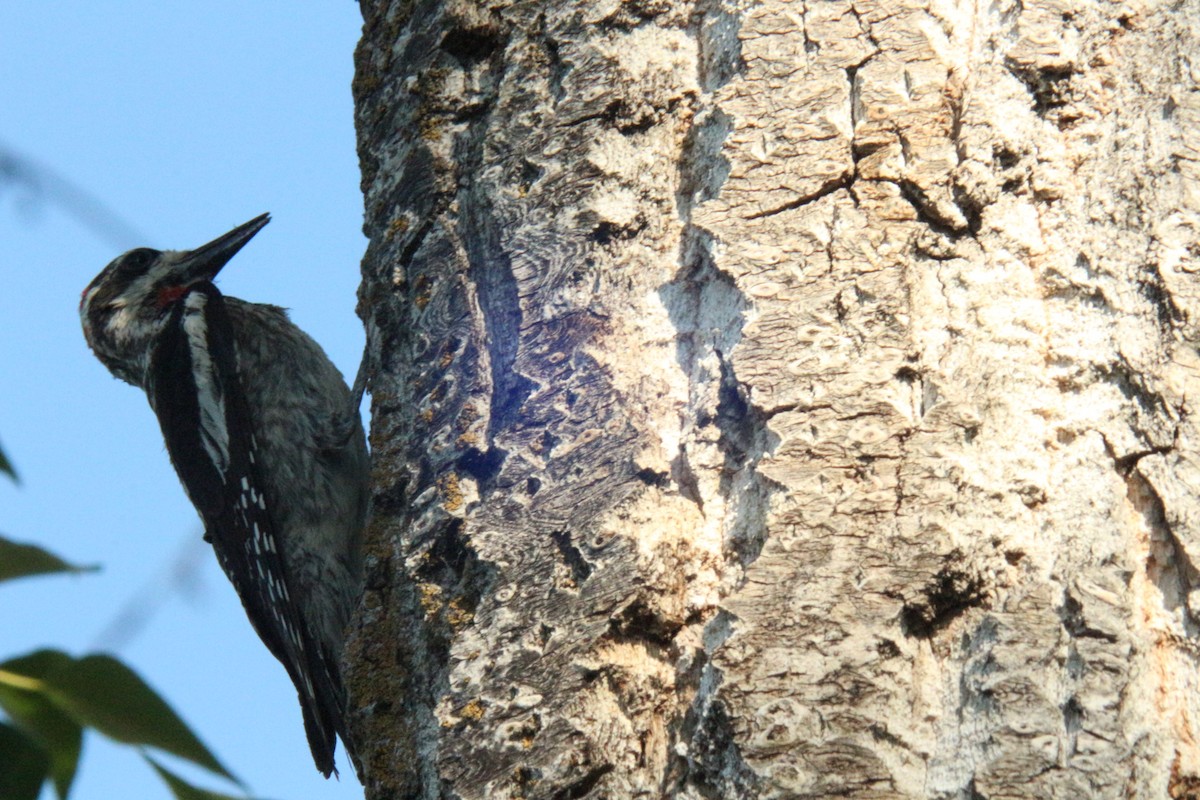 Red-naped Sapsucker - ML638865048