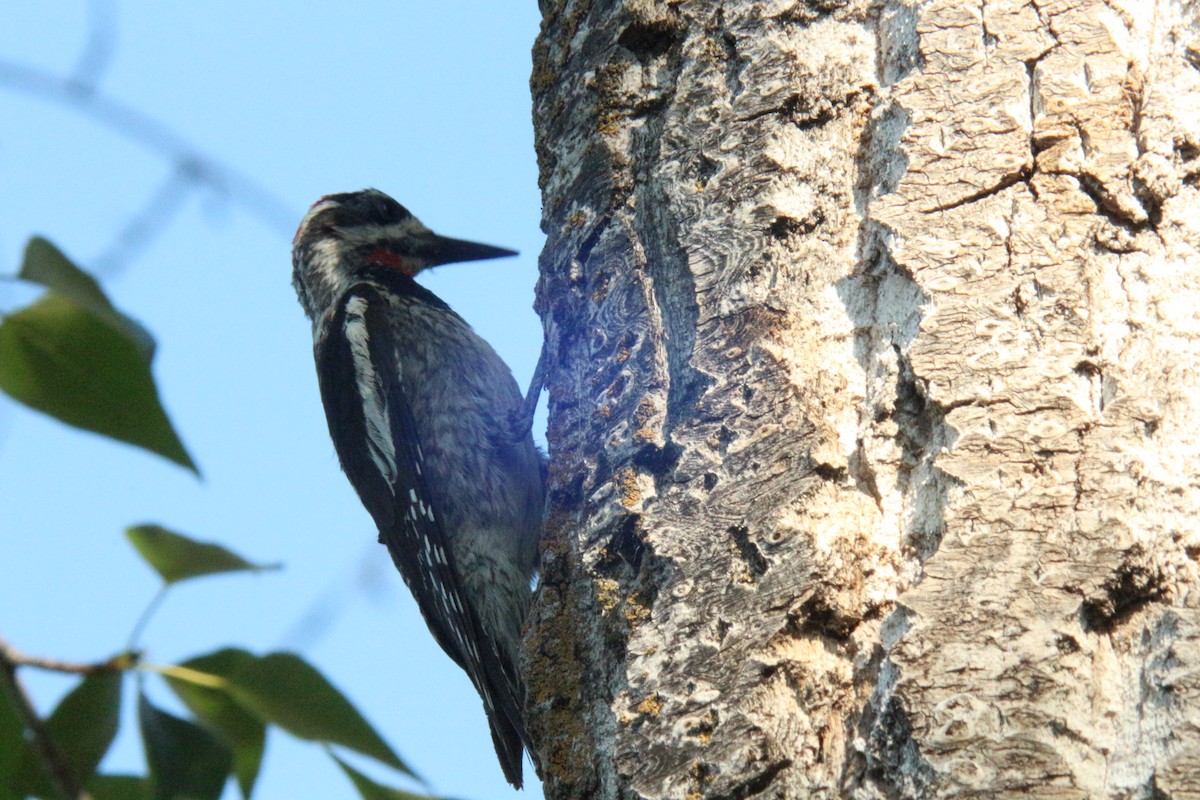 Red-naped Sapsucker - ML638865049