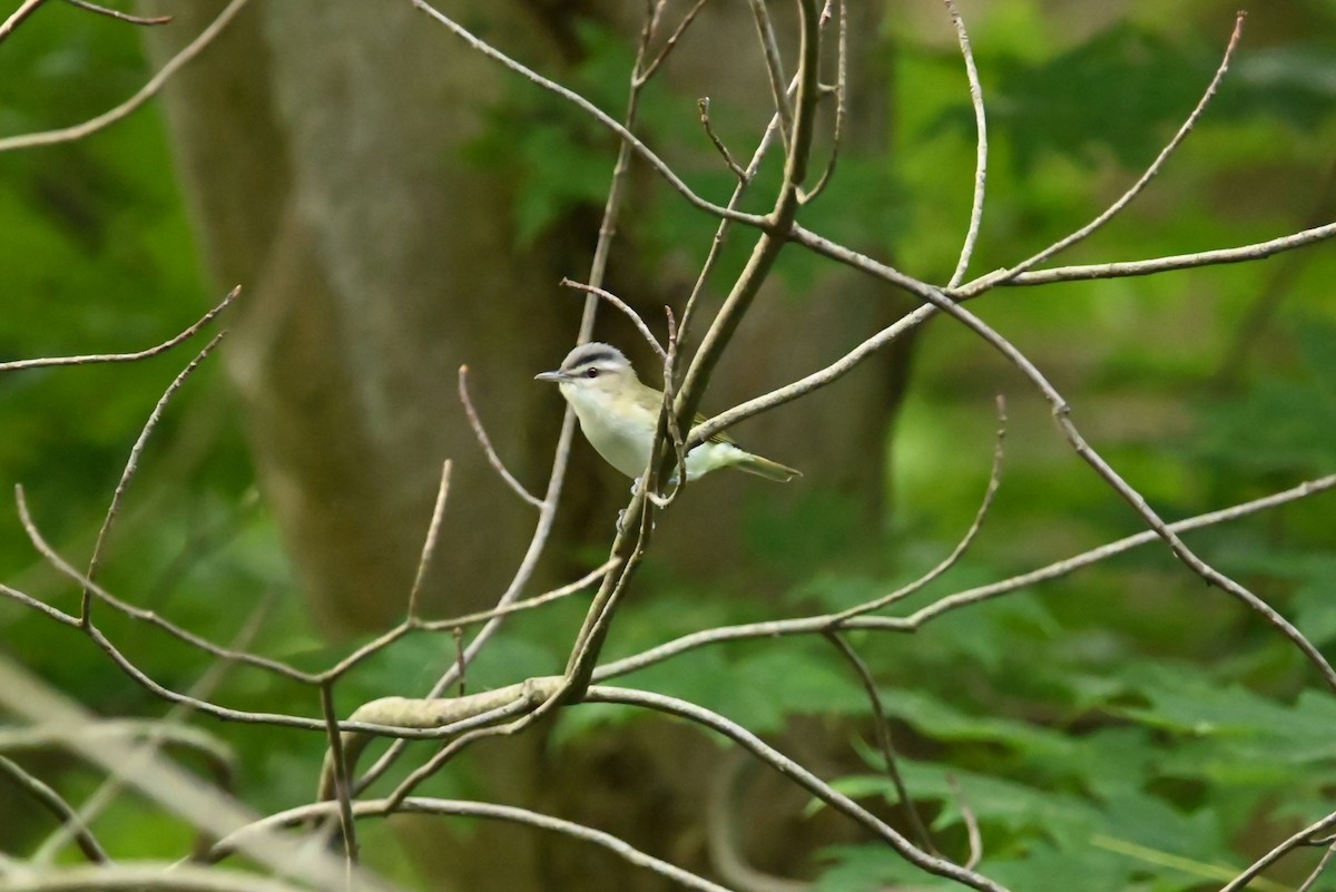 Vireo begigorria - ML638865061