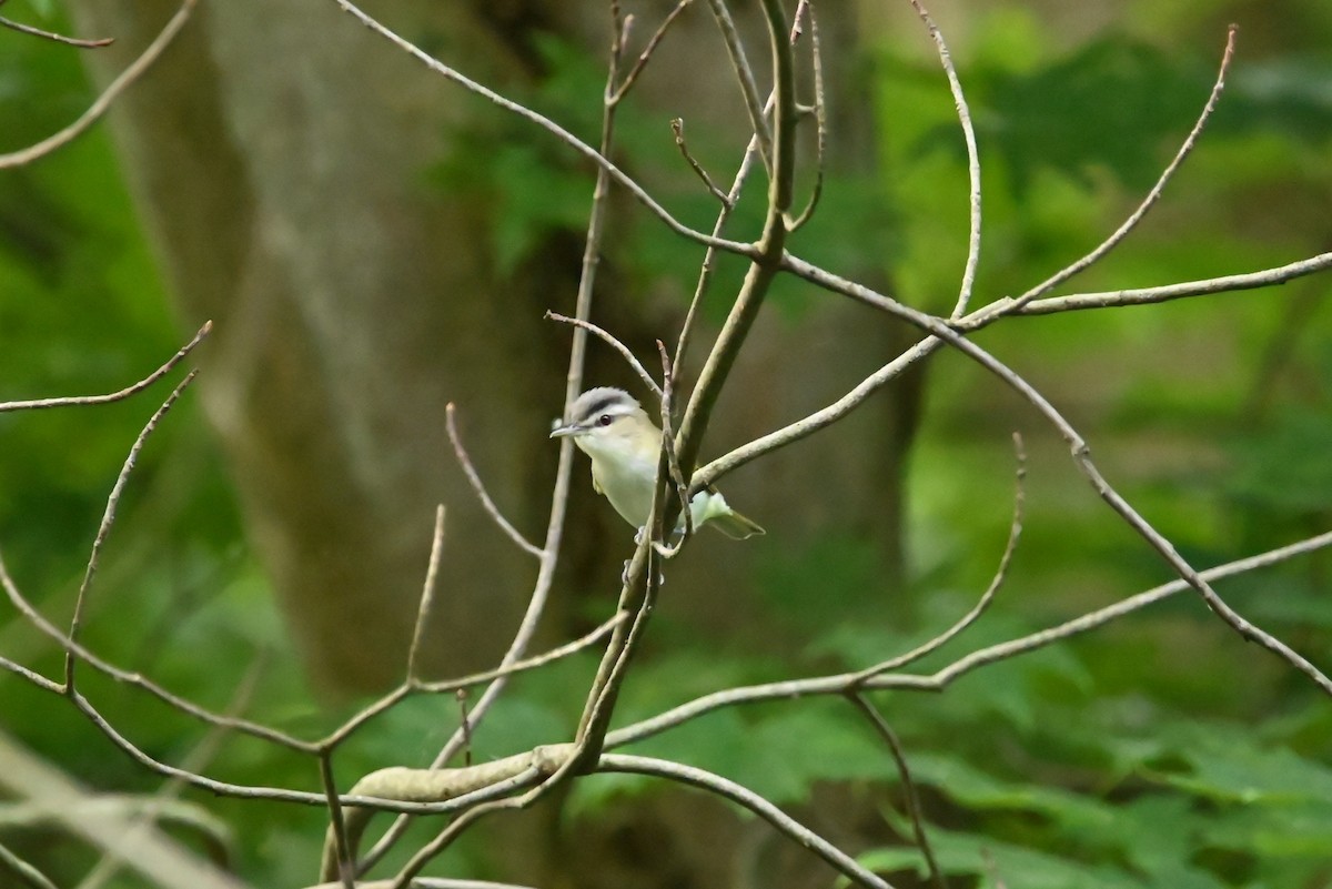 Vireo begigorria - ML638865062