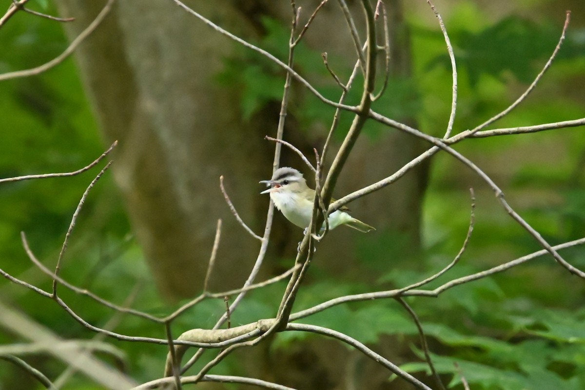 Vireo begigorria - ML638865063