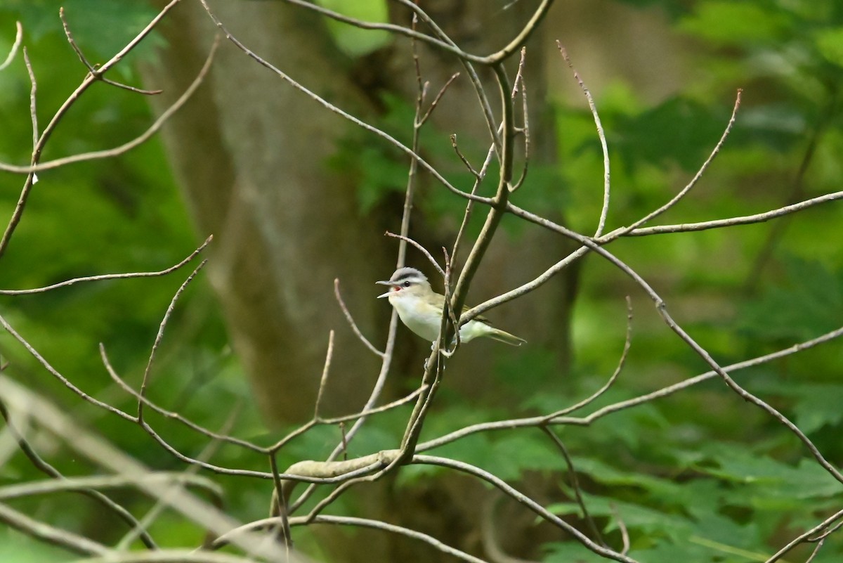 Vireo begigorria - ML638865064