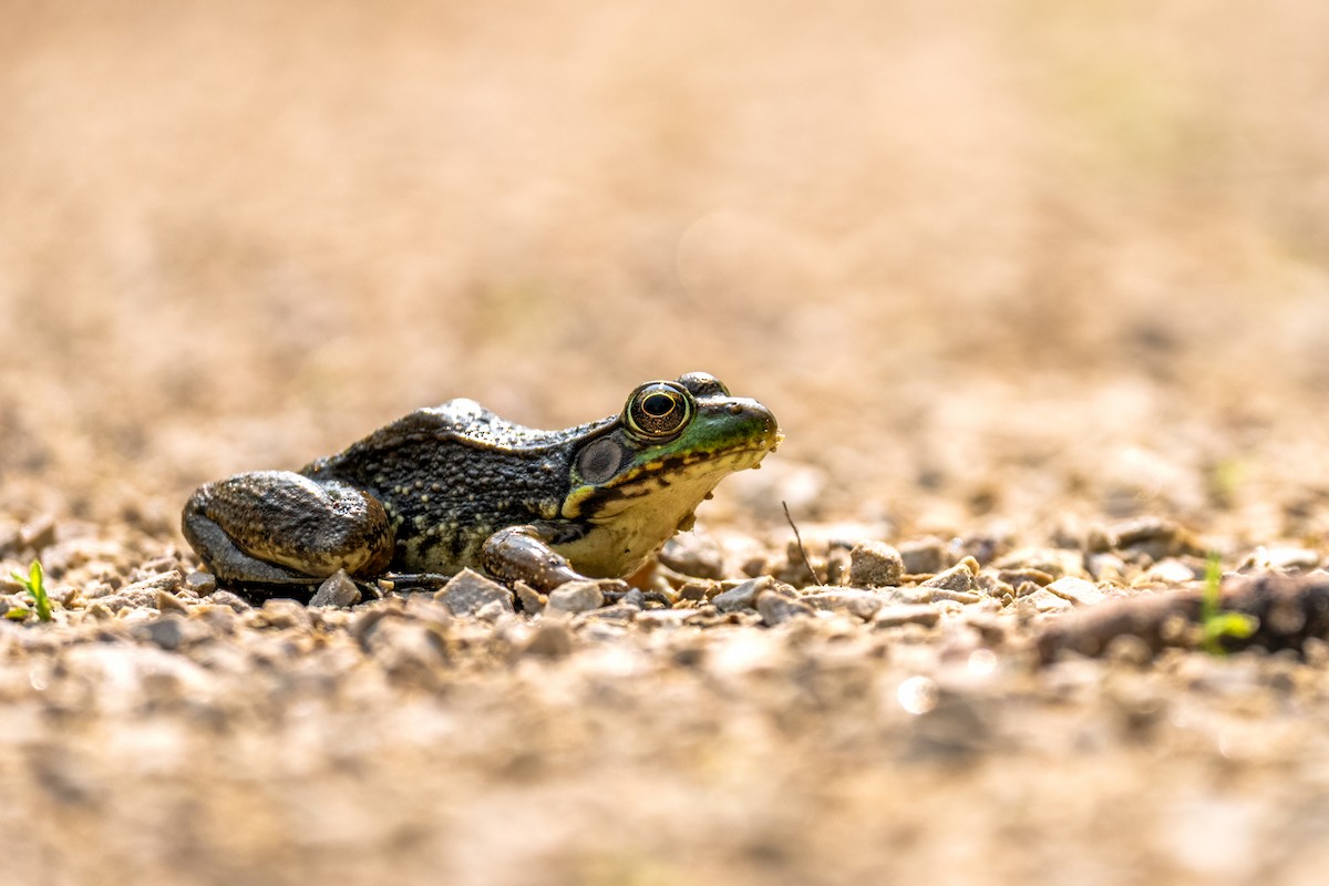 Green Frog - ML638865065