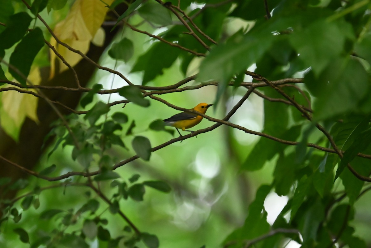 Prothonotary Warbler - ML638865068