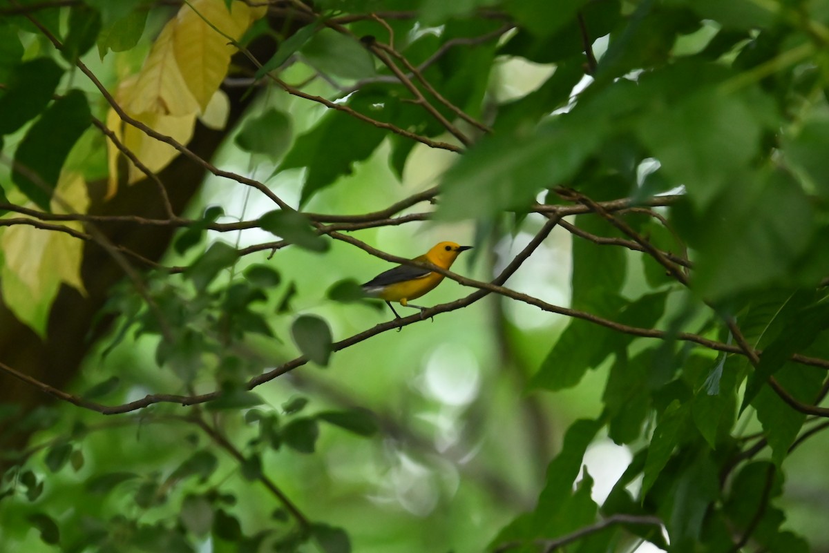 Prothonotary Warbler - ML638865069