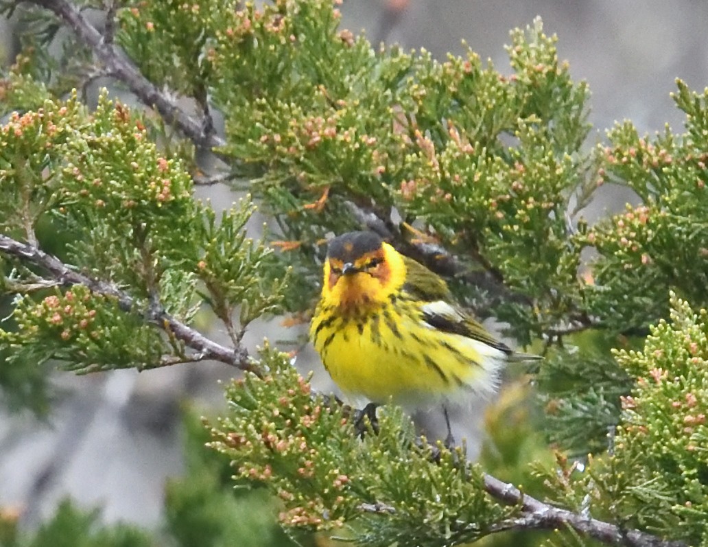 Cape May Warbler - ML638865141
