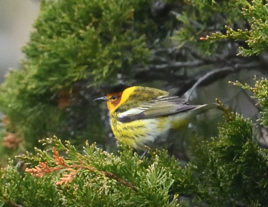 Cape May Warbler - ML638865142