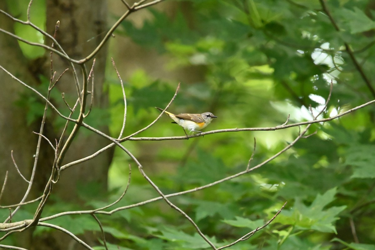 American Redstart - ML638865148