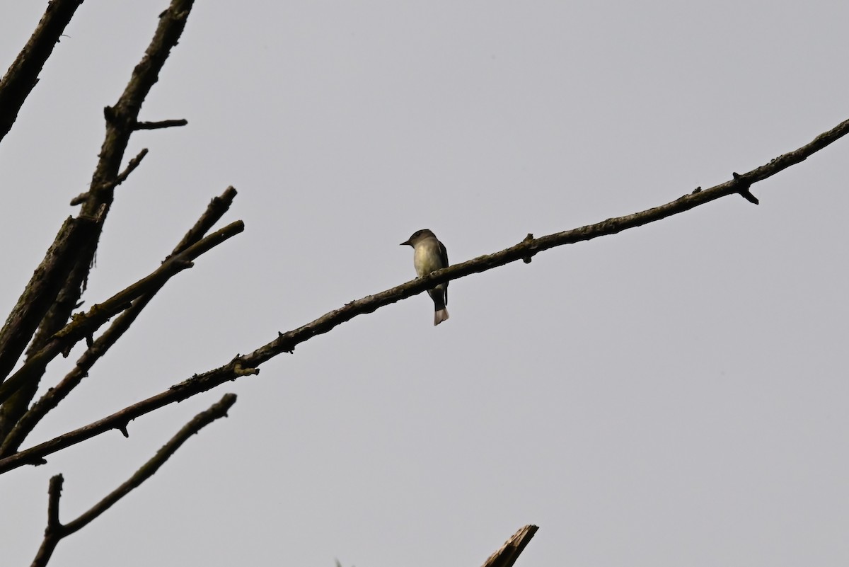 Eastern Wood-Pewee - ML638865166