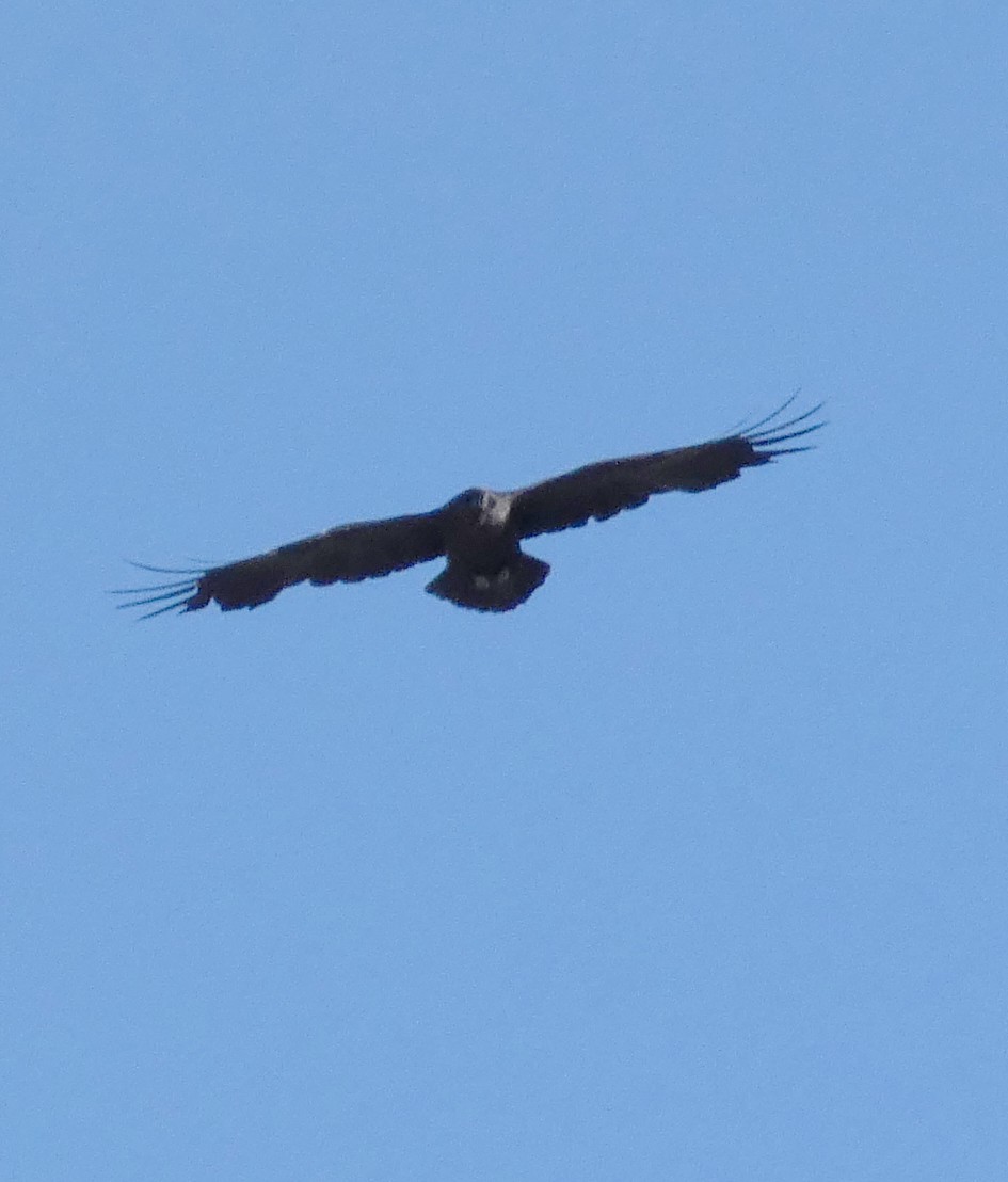 Хон хэрээ - ML638865185
